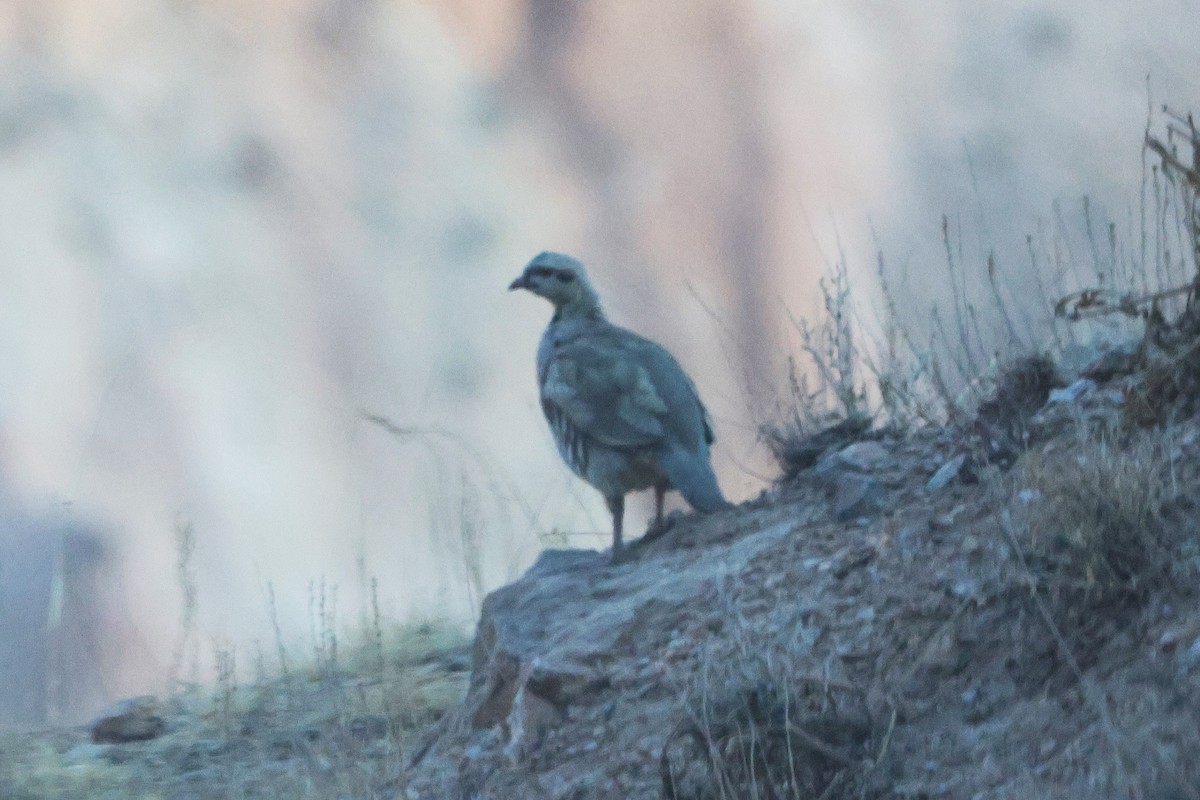 Chukar - ML623978902