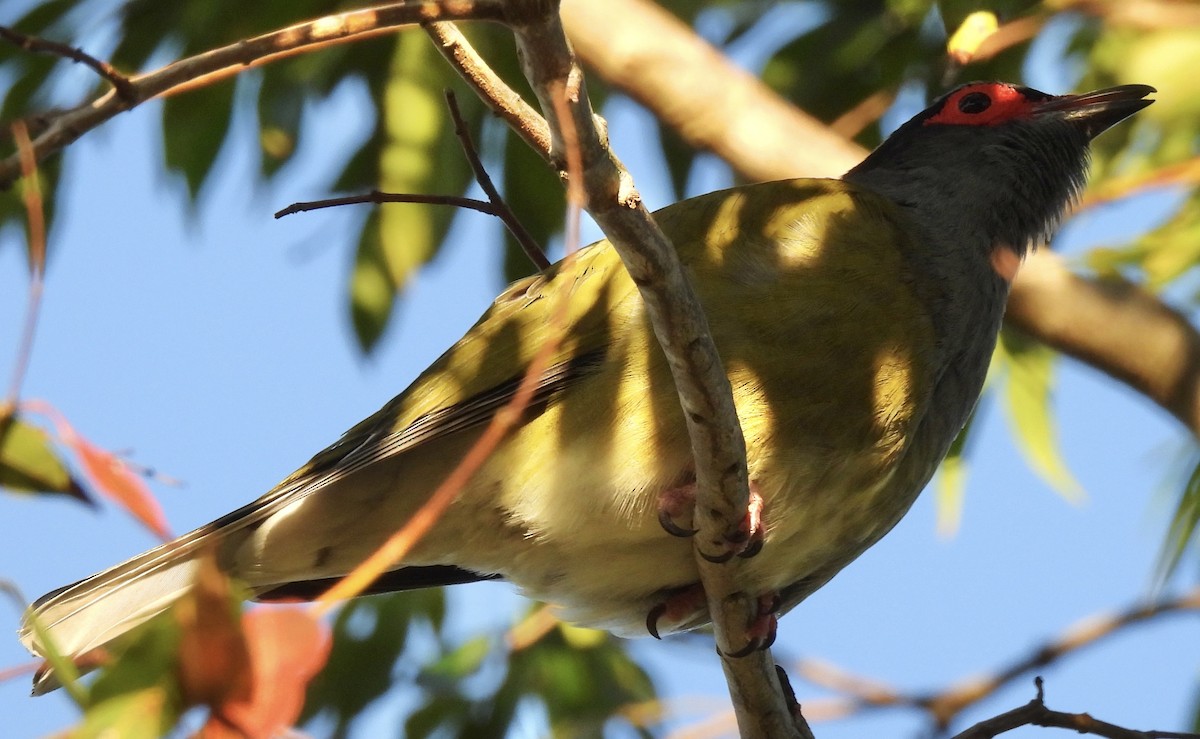 Australasian Figbird - ML623978916