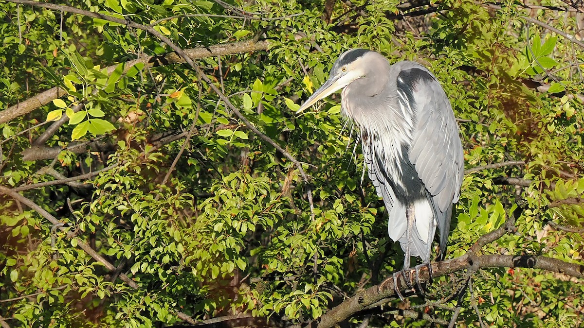 Great Blue Heron - ML623978954