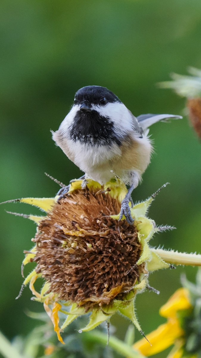 Black-capped Chickadee - ML623978958