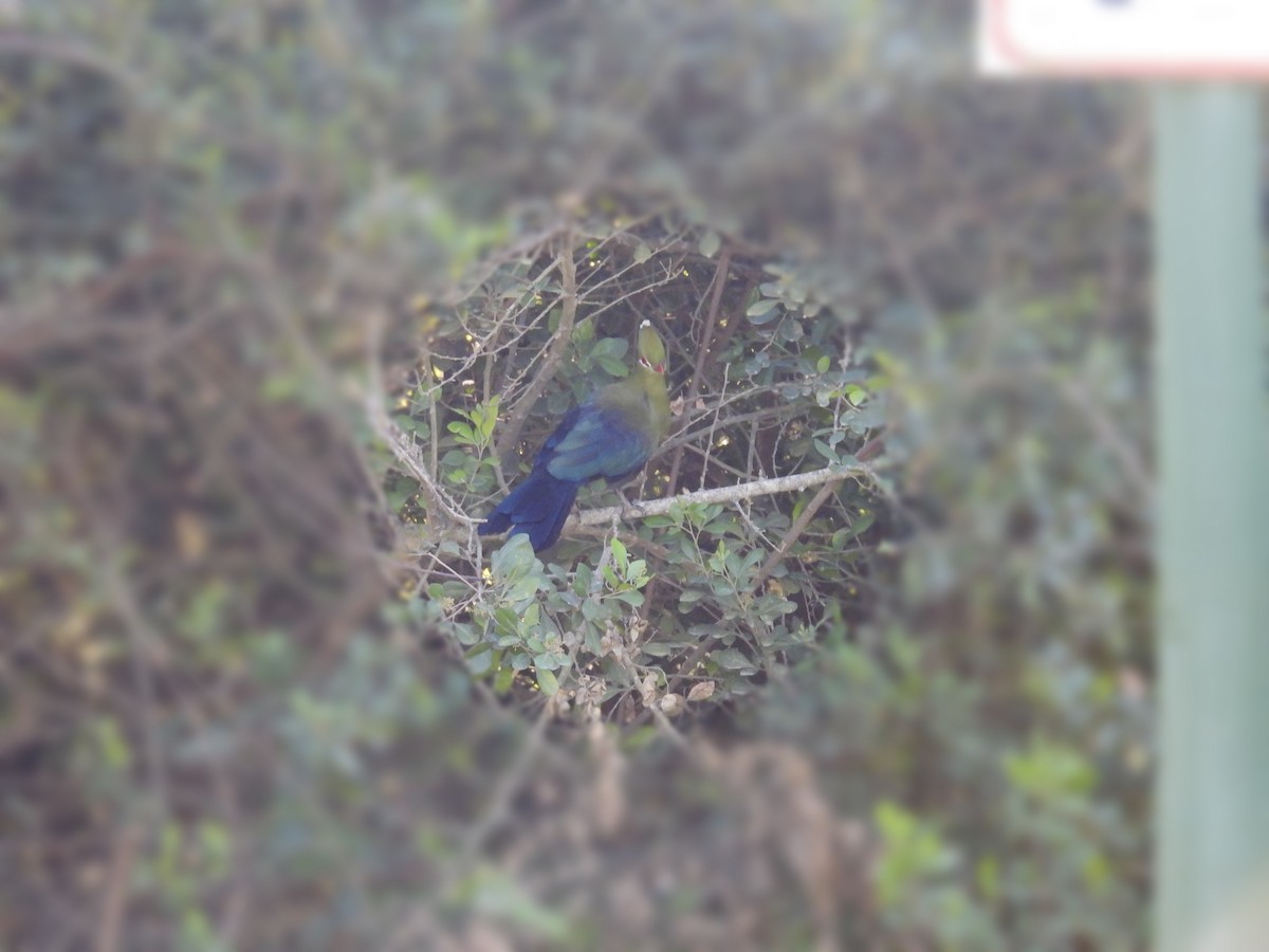 Knysna Turaco (Southern) - ML623978965