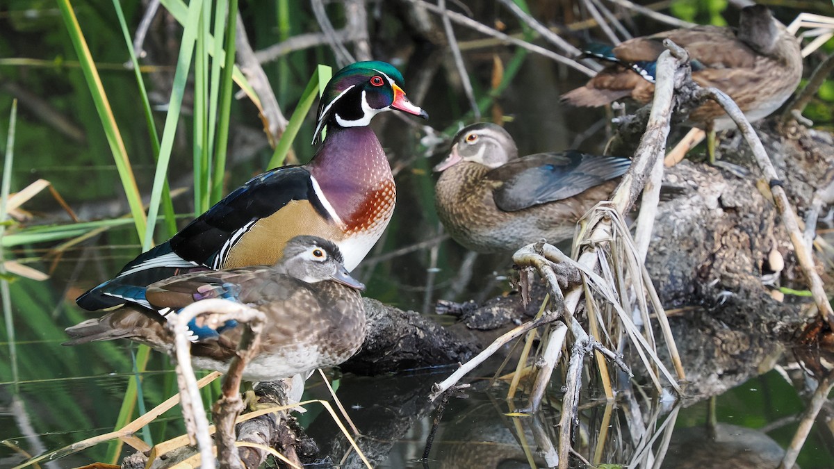 Wood Duck - ML623978970