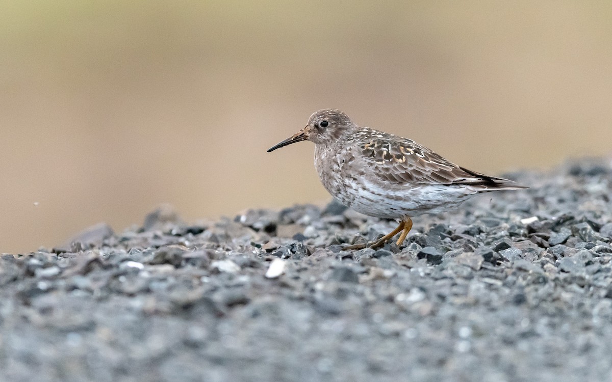 Meerstrandläufer - ML623978973