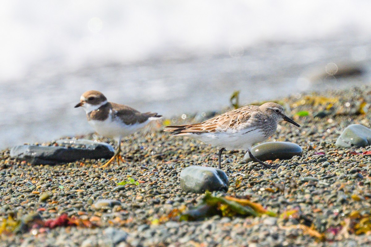 White-rumped Sandpiper - ML623978985