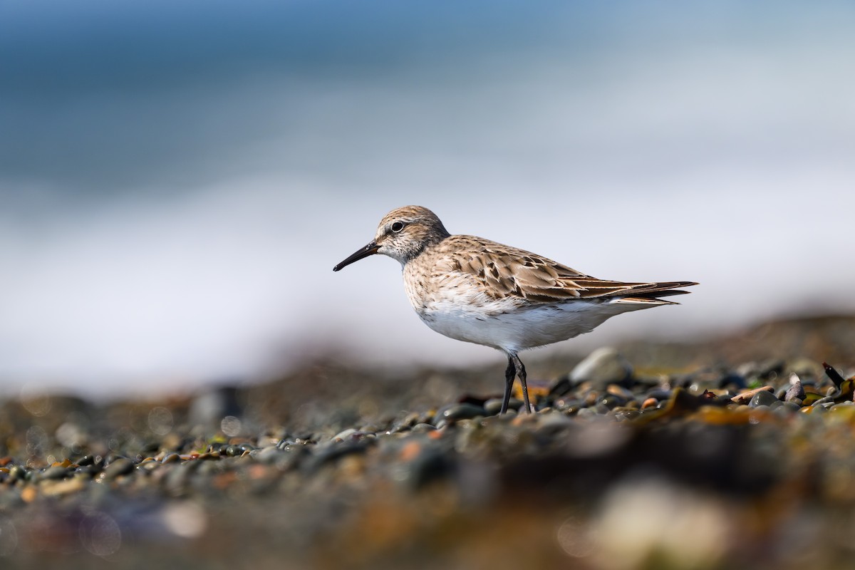 White-rumped Sandpiper - ML623978986