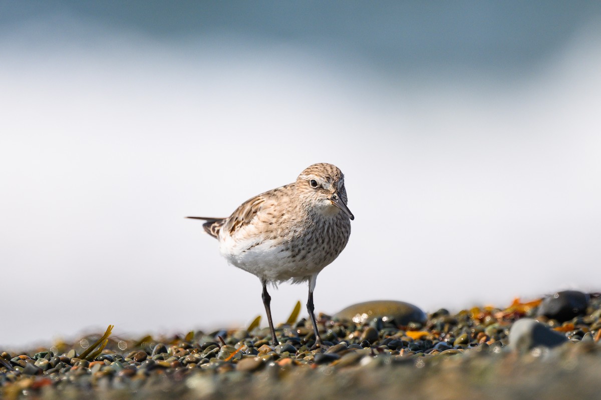 White-rumped Sandpiper - ML623978987