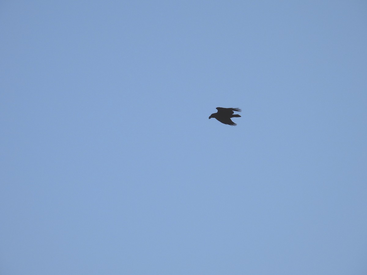 White-necked Raven - Usha Tatini