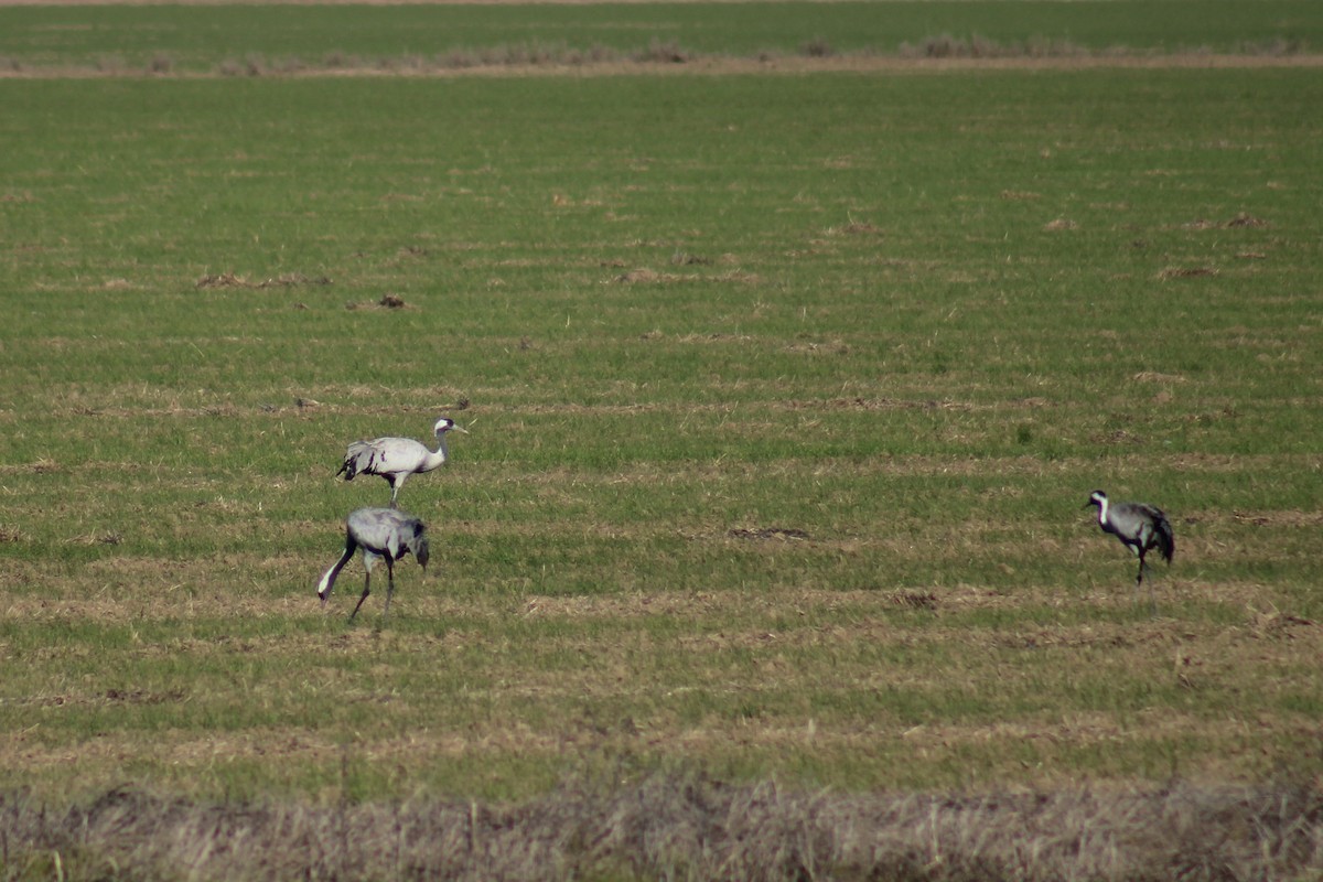 Common Crane - Lucía González