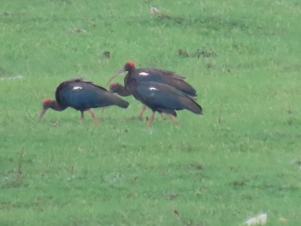 Red-naped Ibis - ML623979040