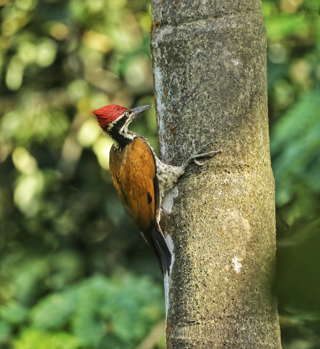 Malabar Flameback - ML623979053