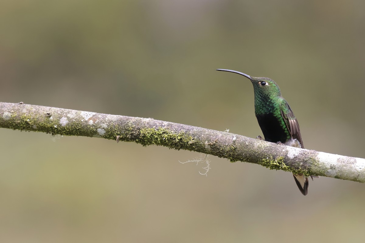 Samtbauchkolibri - ML623979160