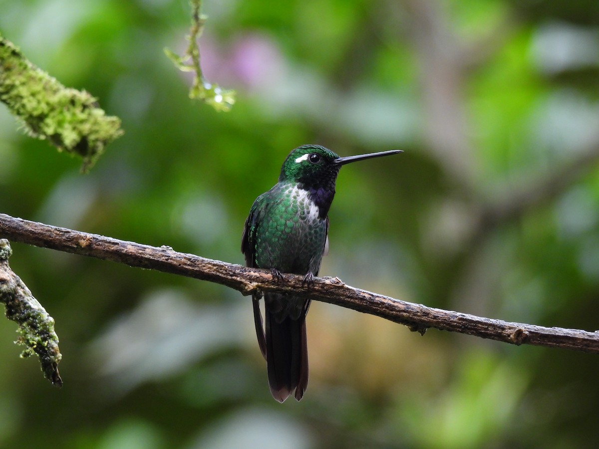 Purple-bibbed Whitetip - ML623979164