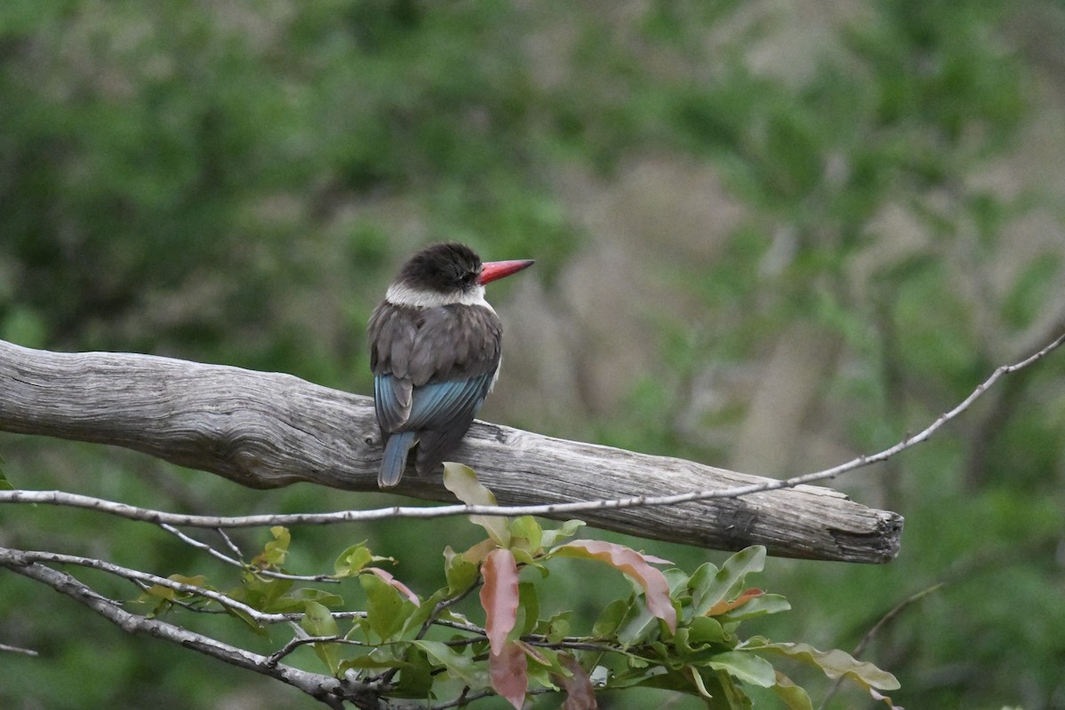 Brown-hooded Kingfisher - Fernando Manteiga