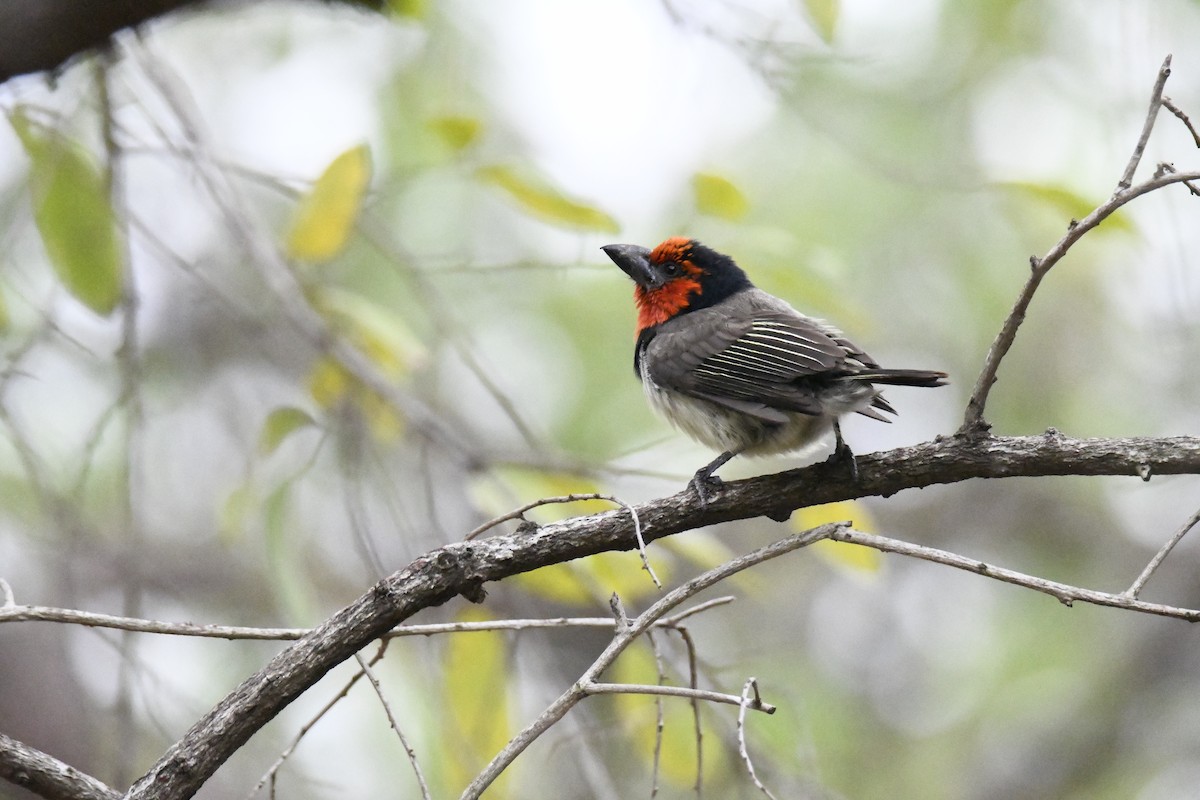 Black-collared Barbet - ML623979217