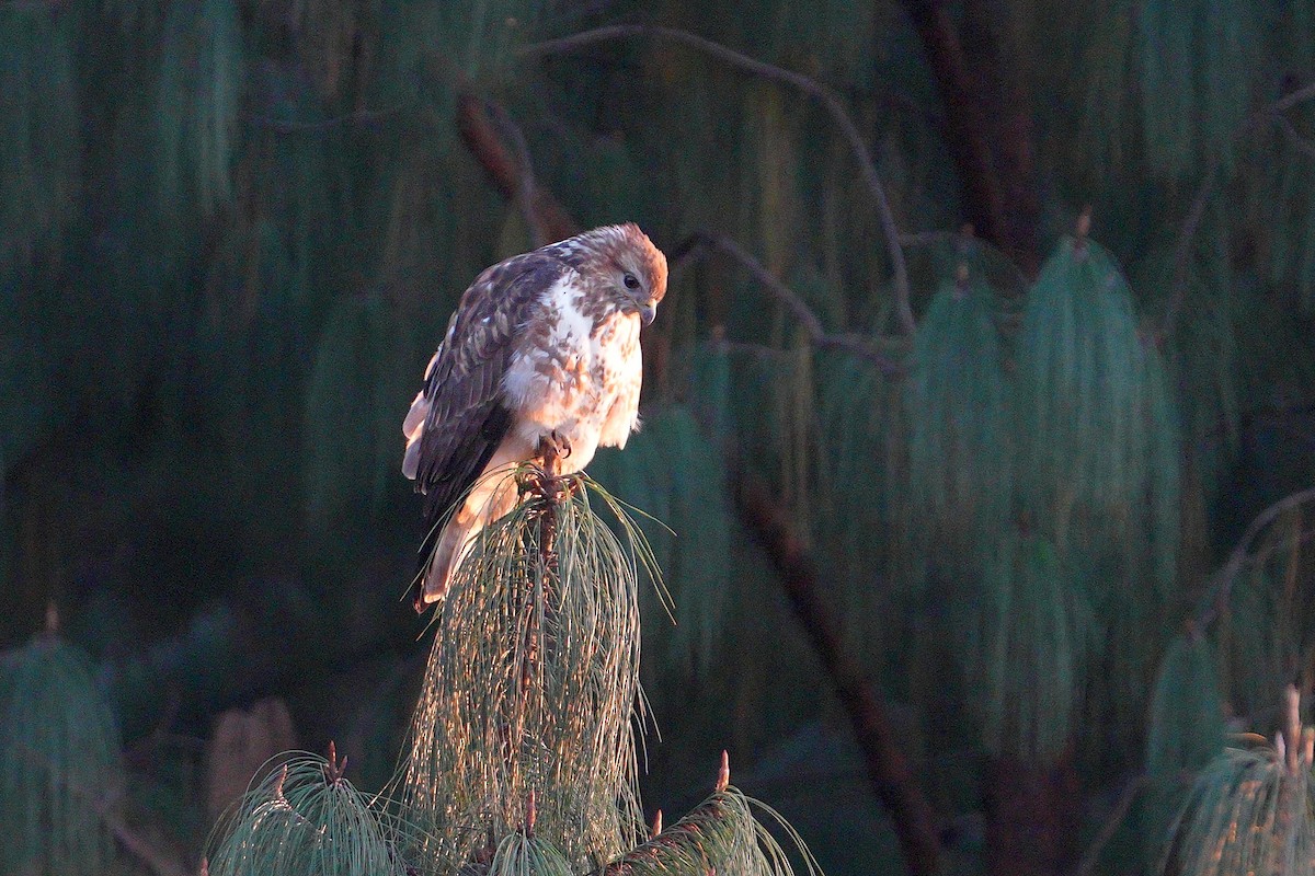 Forest Buzzard - Dave Rimmer