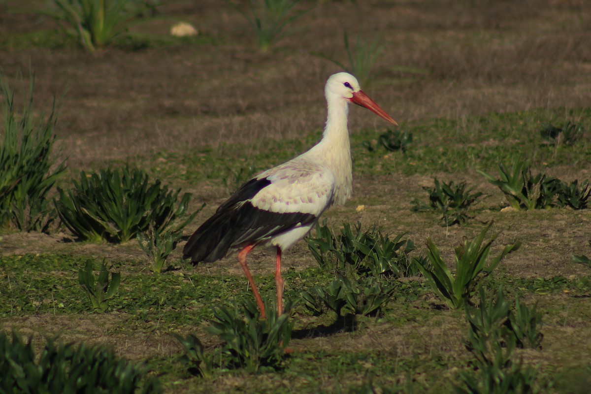 Cigüeña Blanca - ML623979225