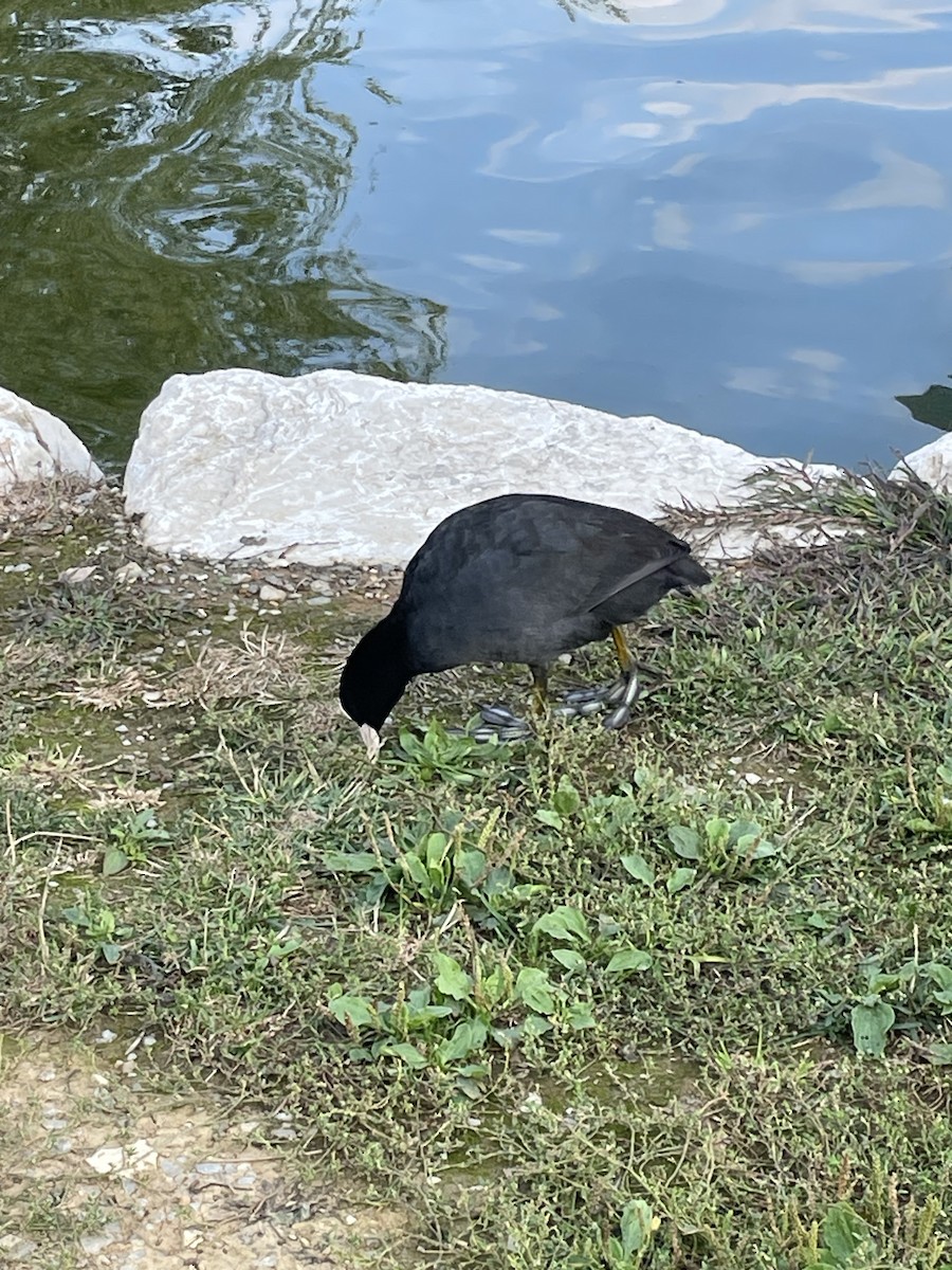 Eurasian Coot - ML623979244