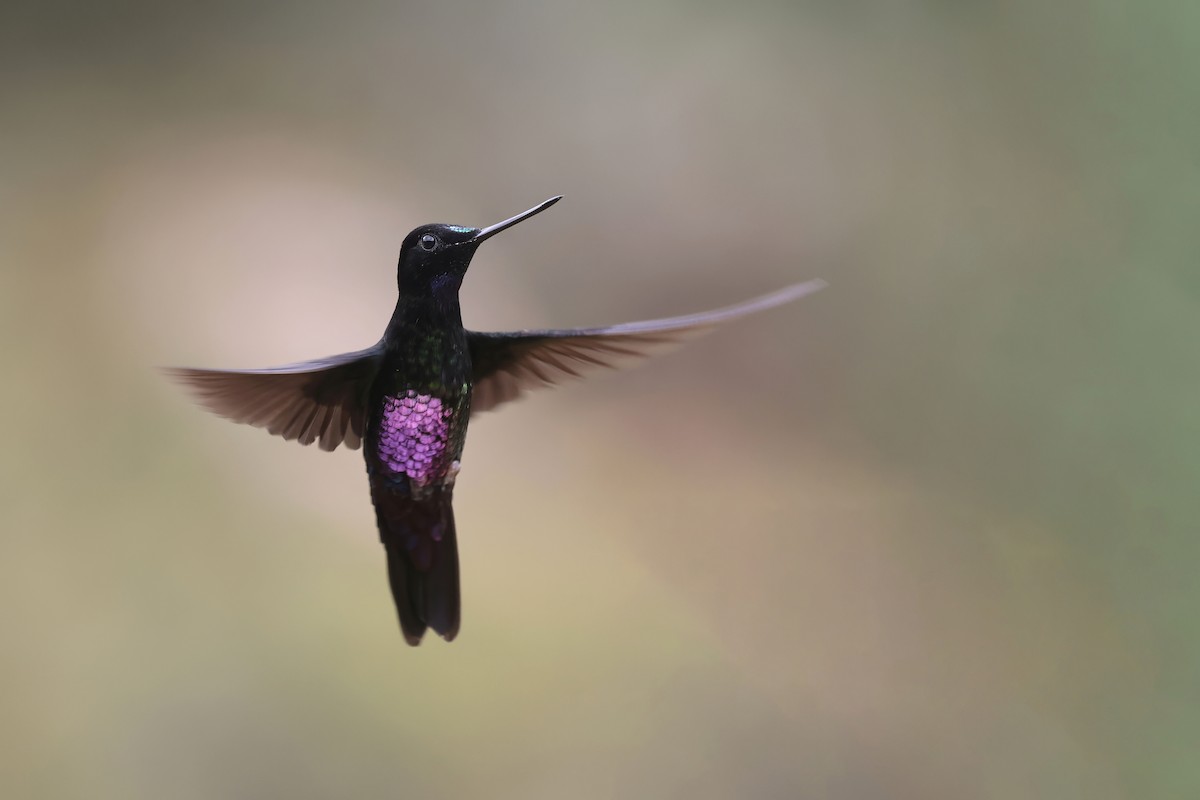 Blue-throated Starfrontlet - Daniel Branch