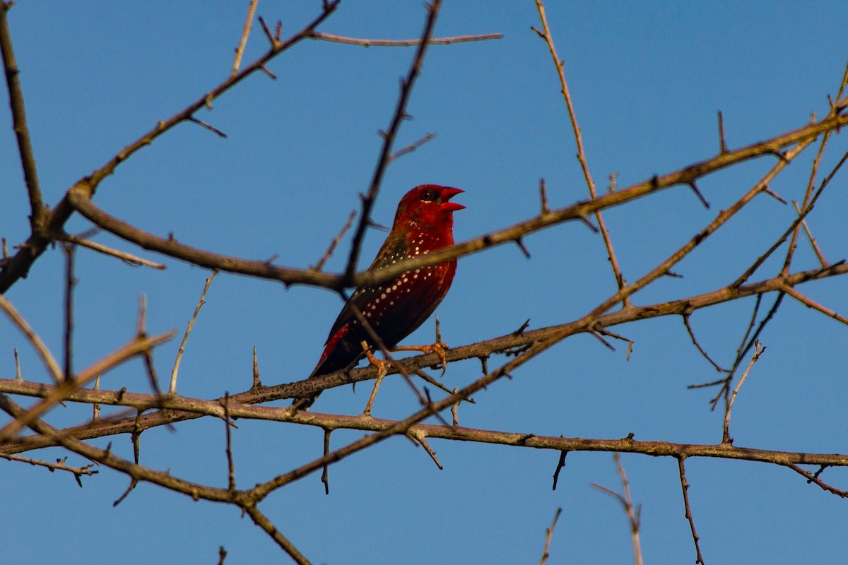 Bengalí Rojo - ML623979283