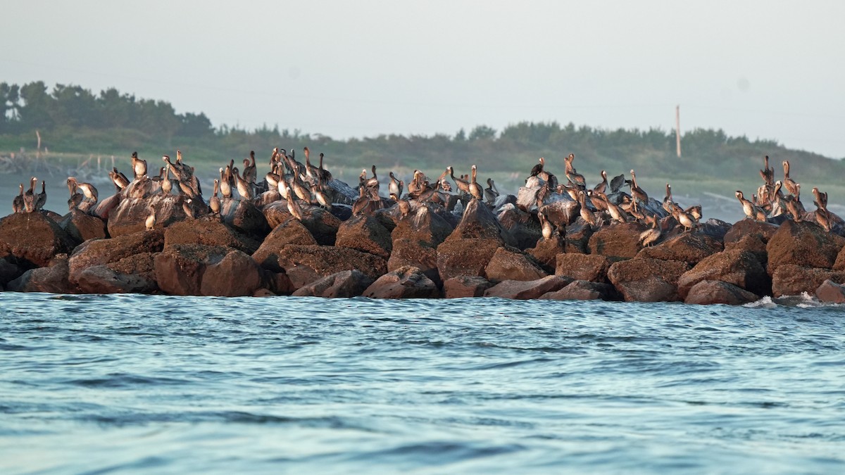 Brown Pelican - ML623979294