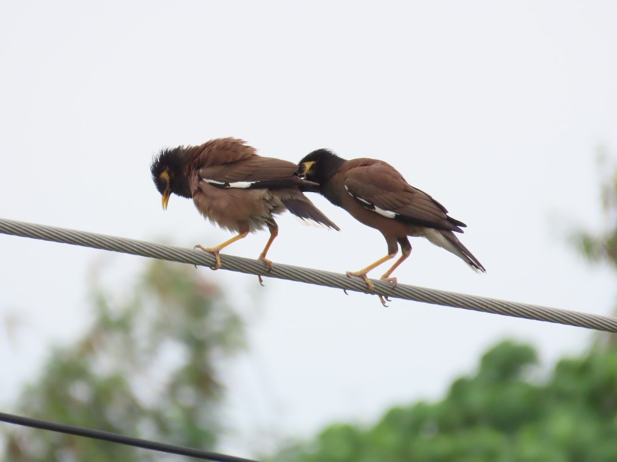 Common Myna - 韋勳 陳