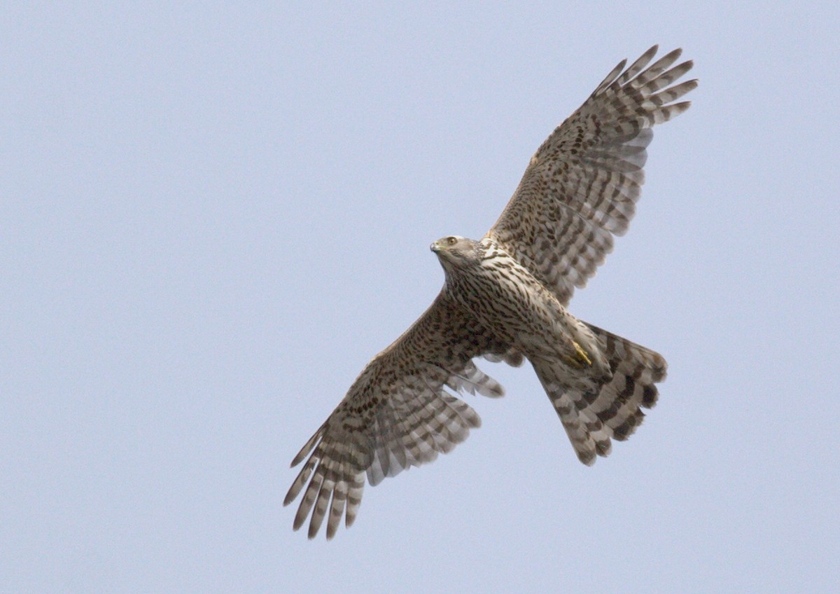 American Goshawk - ML62397931