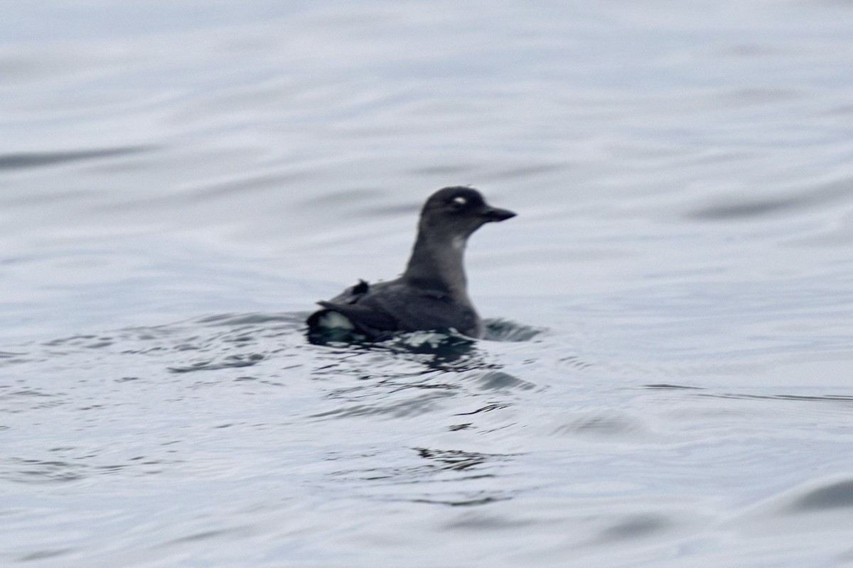 Cassin's Auklet - ML623979311