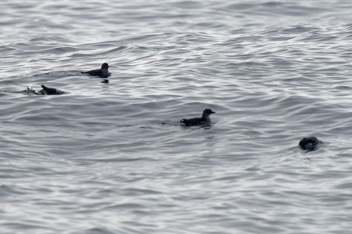 Cassin's Auklet - ML623979312