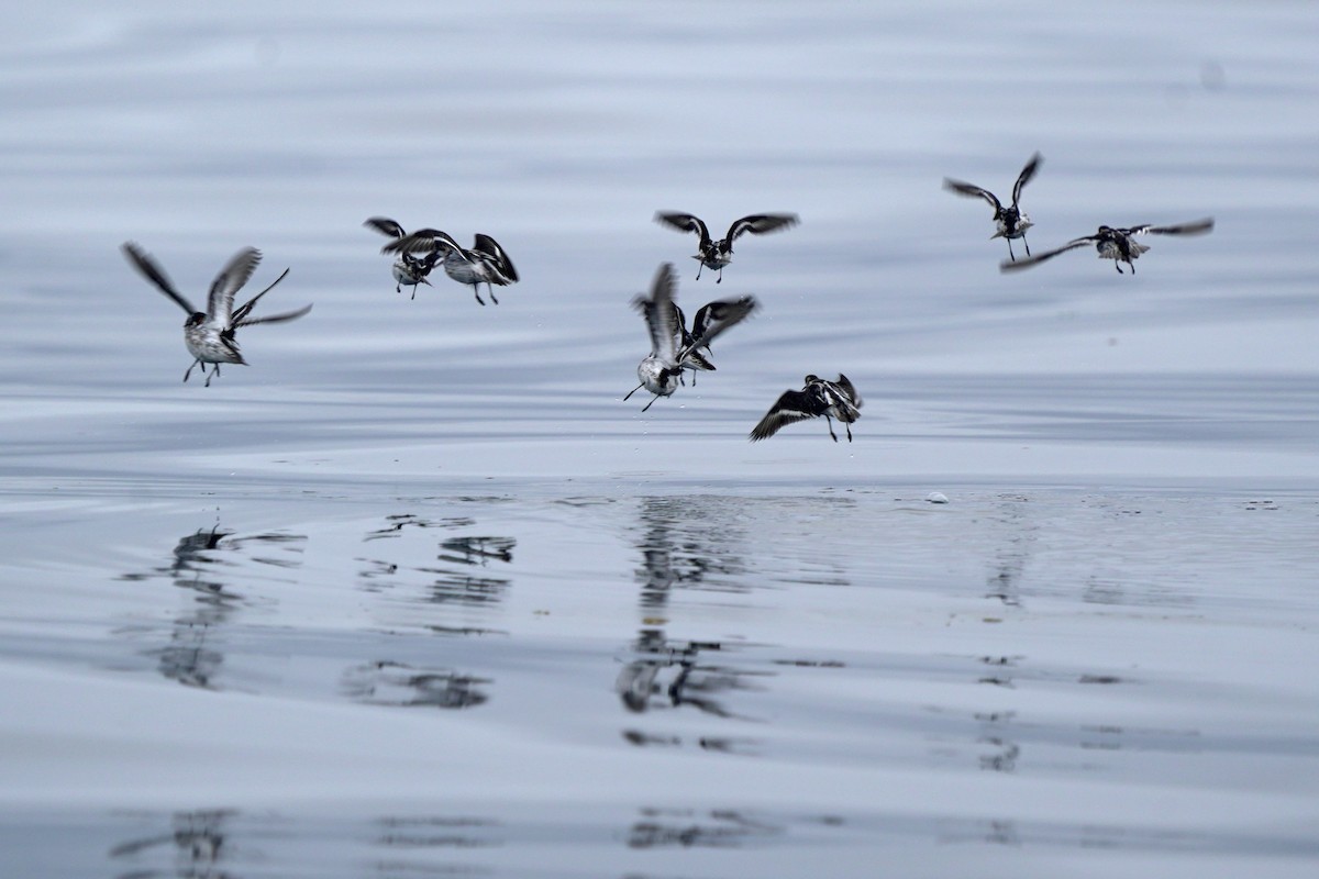 Phalarope à bec étroit - ML623979317