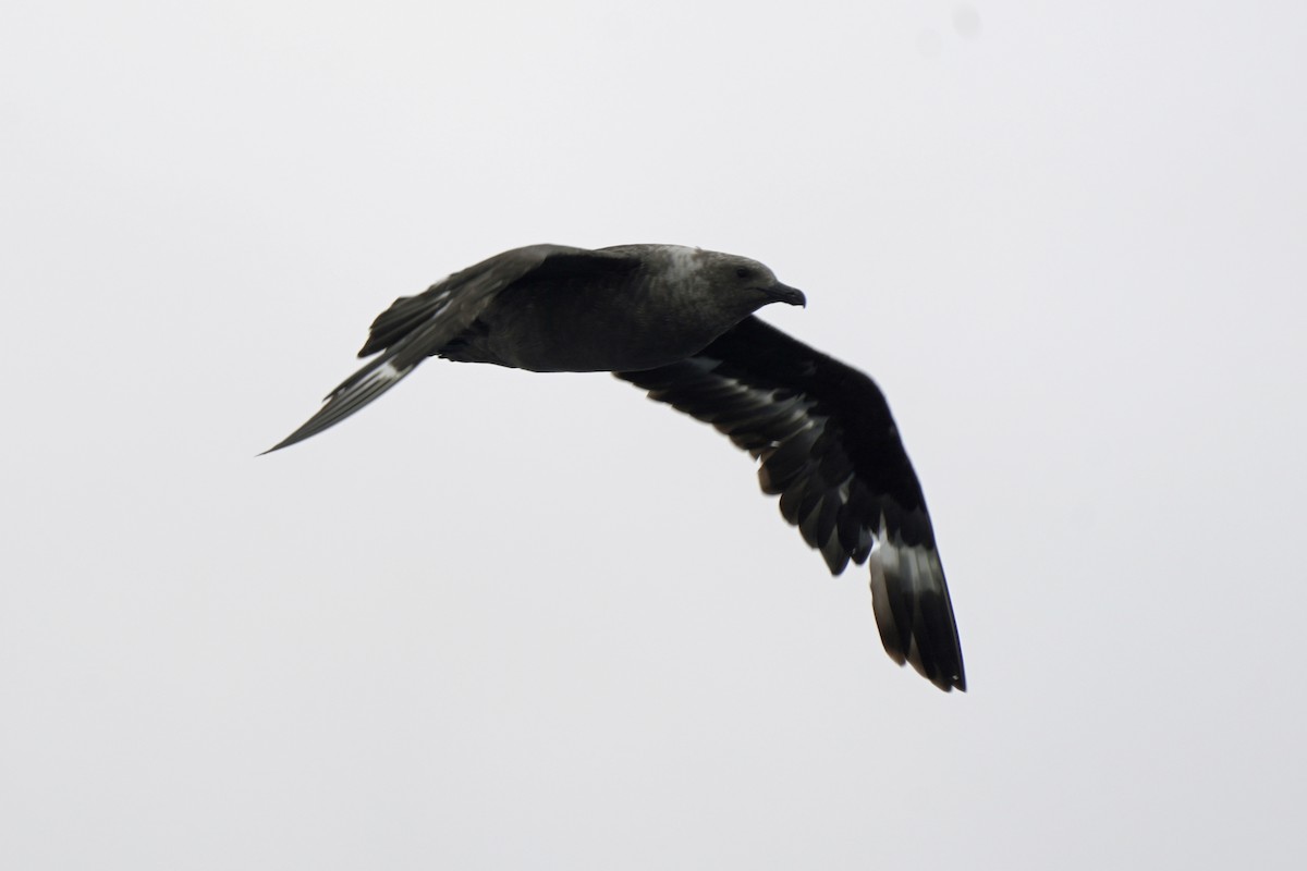 South Polar Skua - Kenny Frisch