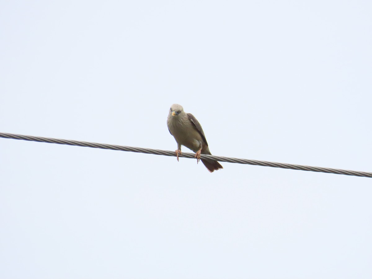 Chestnut-tailed Starling - ML623979349