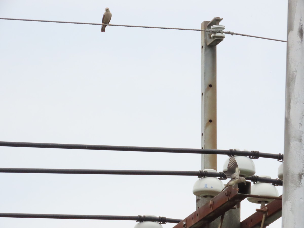 Chestnut-tailed Starling - ML623979350