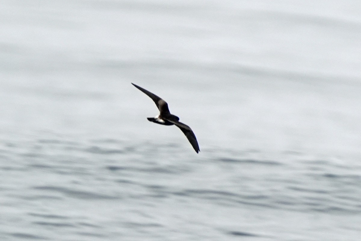 Leach's Storm-Petrel - ML623979358