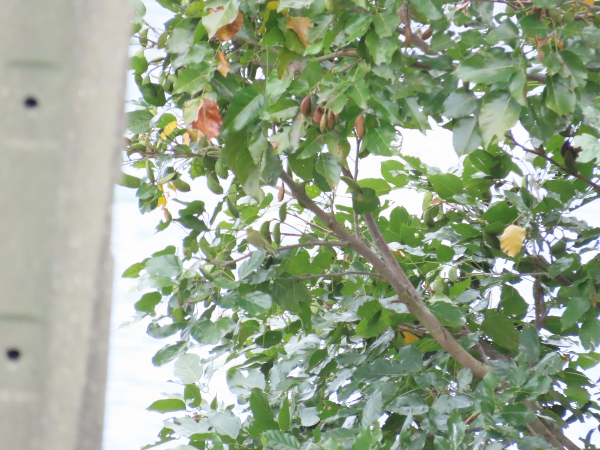 Swinhoe's White-eye - ML623979382