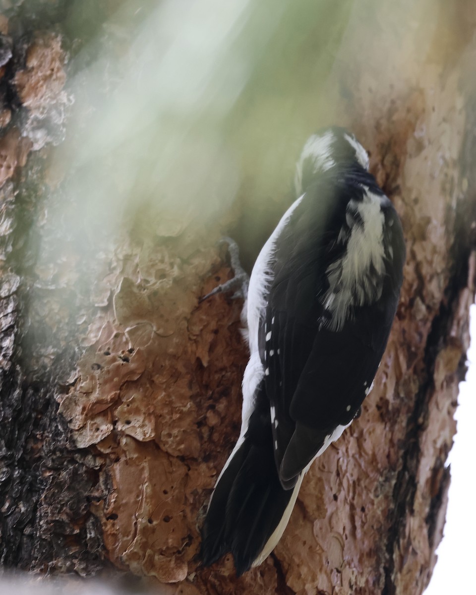 Hairy Woodpecker - ML623979384