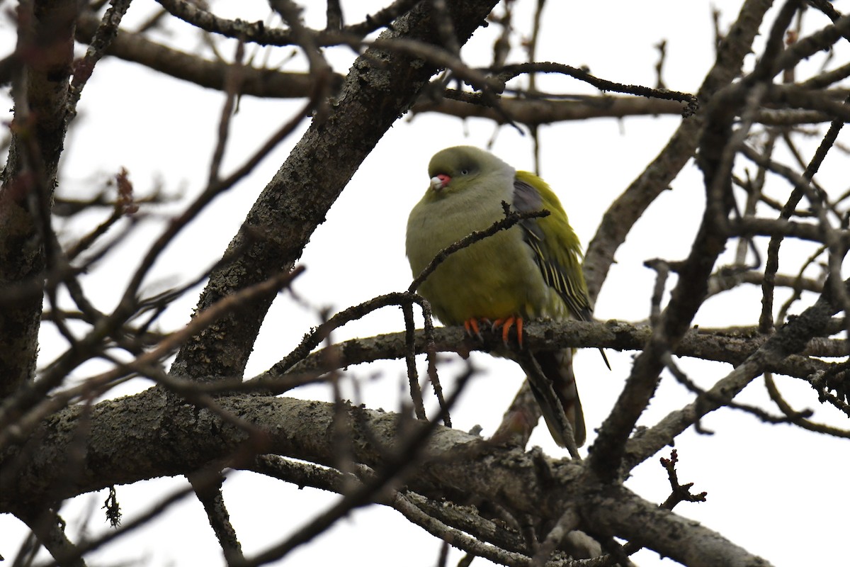 African Green-Pigeon - ML623979387