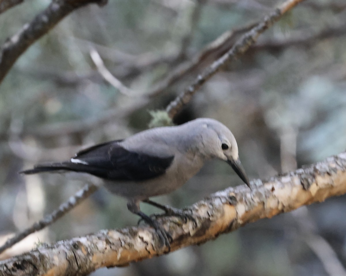 Clark's Nutcracker - Doug Cooper