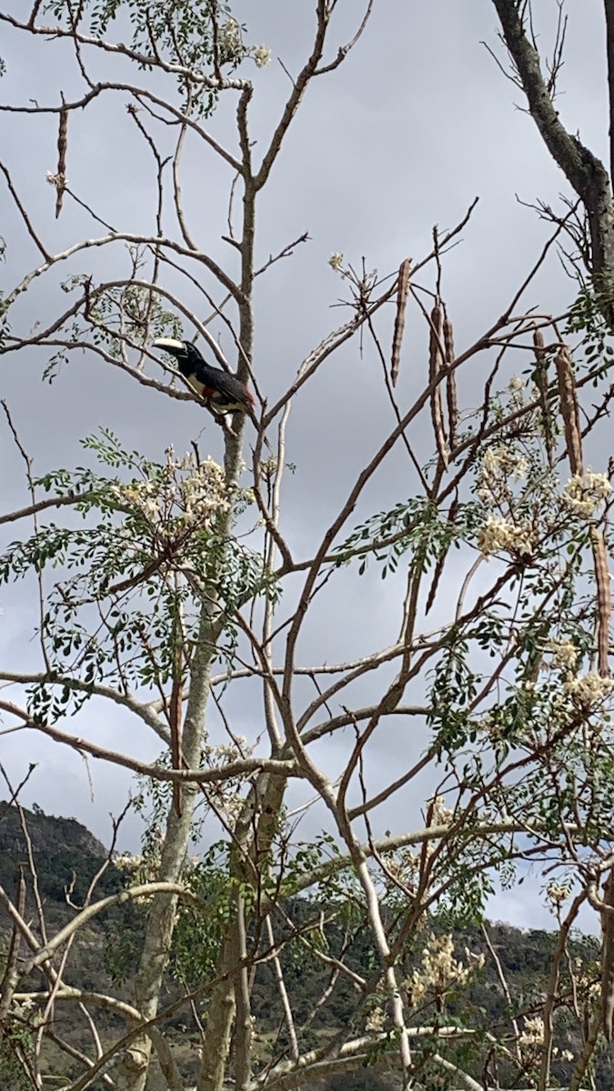 Black-necked Aracari - ML623979390