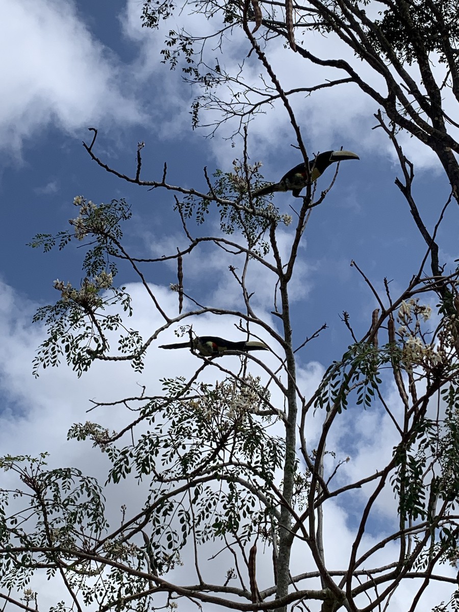 Black-necked Aracari - ML623979391