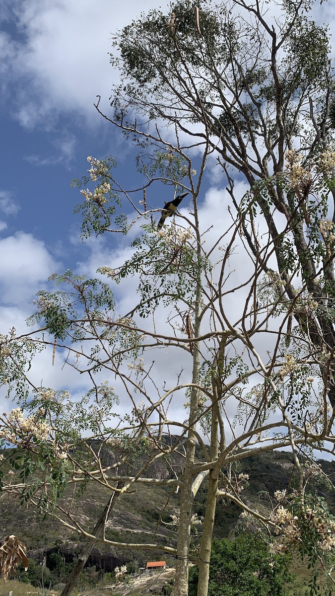 Black-necked Aracari - ML623979393