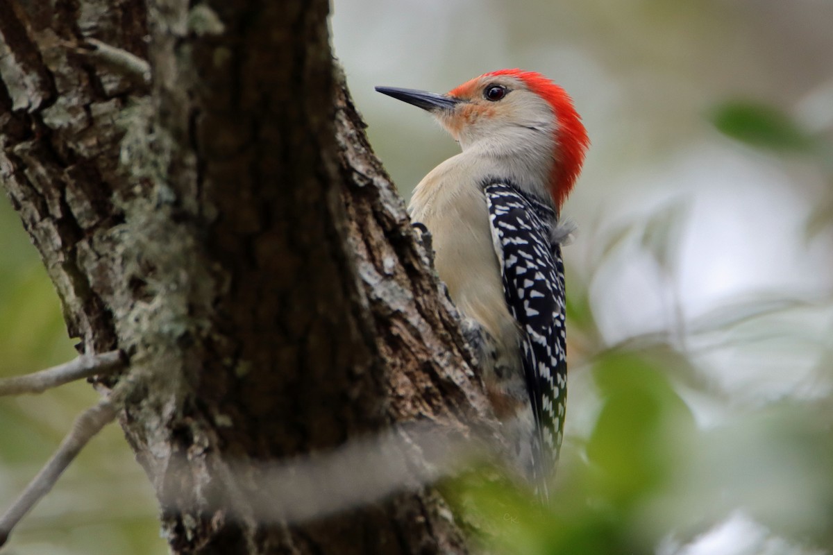 Red-bellied Woodpecker - Arthur Krasniewicz