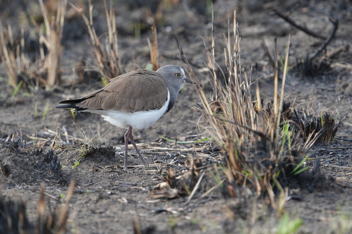 Black-winged Lapwing - ML623979424