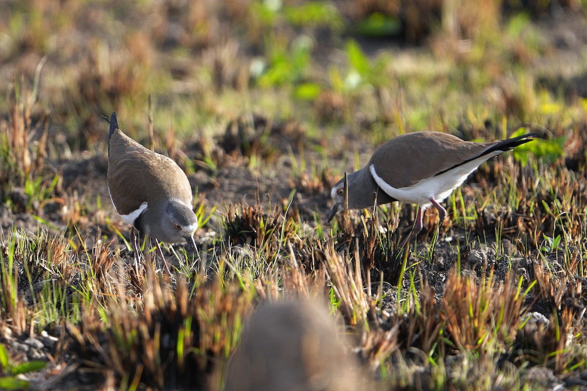 Black-winged Lapwing - ML623979425