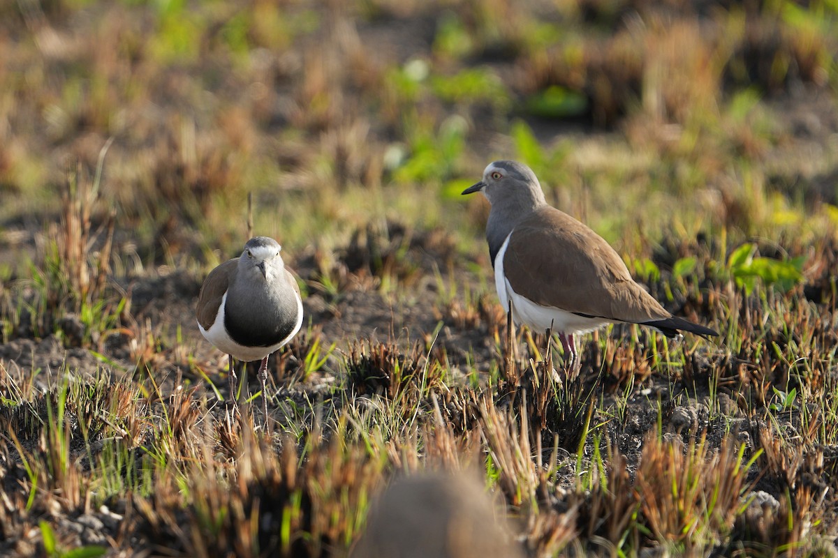 Black-winged Lapwing - ML623979426