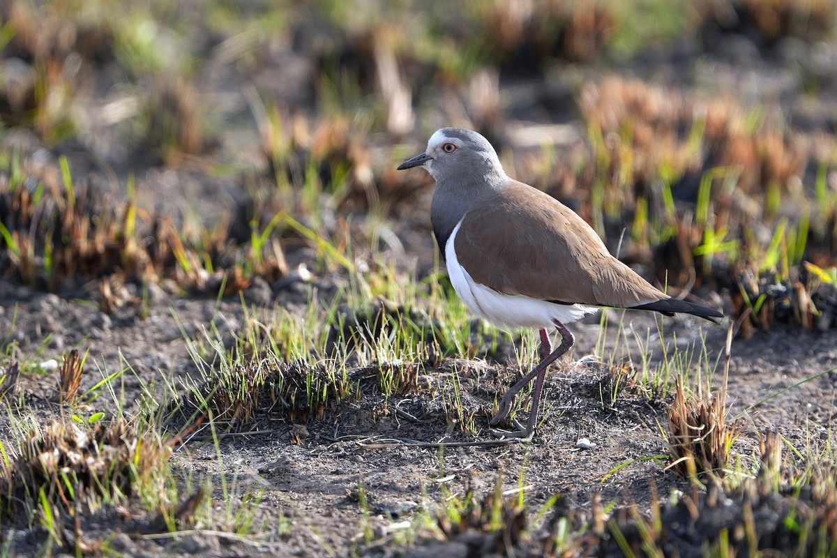 Black-winged Lapwing - ML623979428