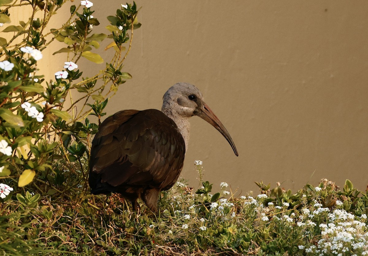 Ibis Hadada - ML623979432