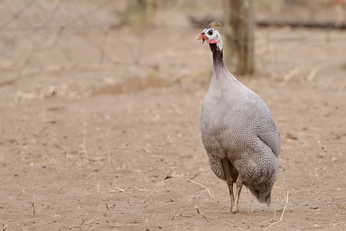 Helmeted Guineafowl (Domestic type) - ML623979434