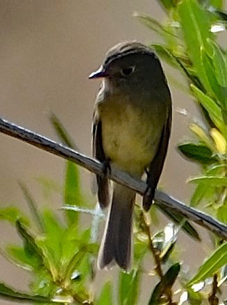 Dusky Flycatcher - ML623979438