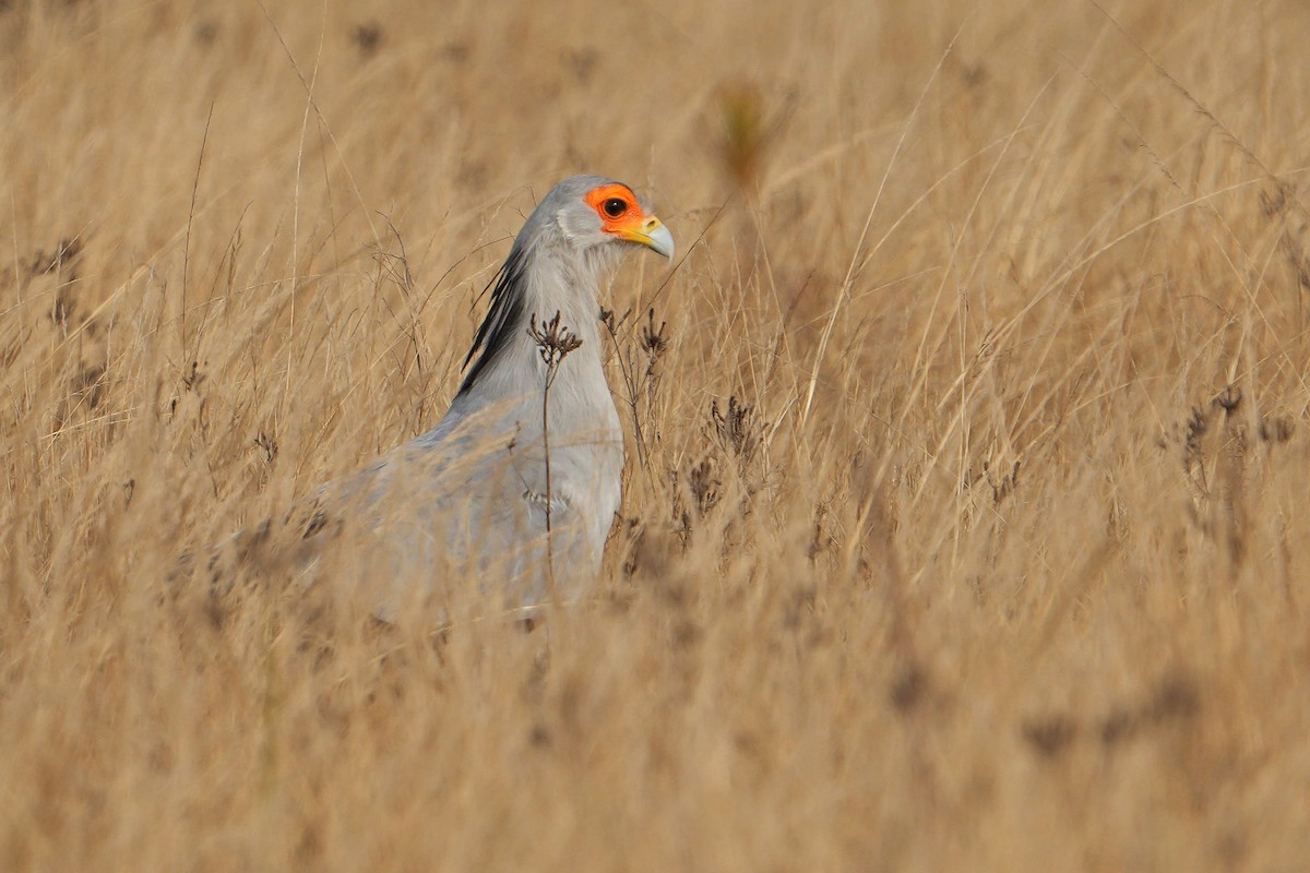 Secretarybird - ML623979440