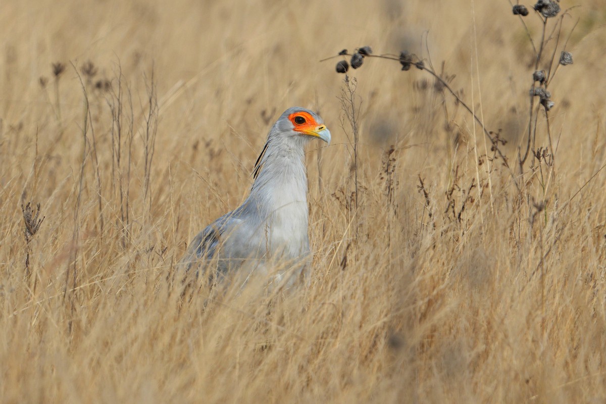 Secretarybird - ML623979441